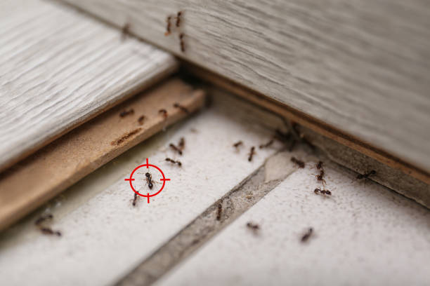 Trusted Bellefontaine Neighbors, MO Pest Control Experts
