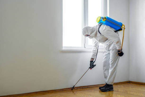 Best Wasp Removal Services  in Bellefontaine Neighbors, MO