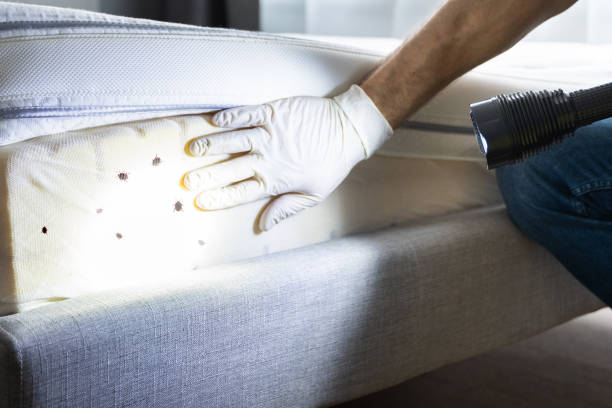 Best Bed Bug Extermination  in Bellefontaine Neighbors, MO